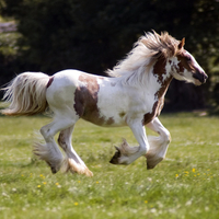 Foal on galop