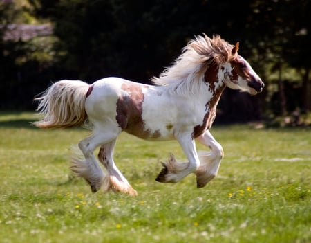 Foal on galop