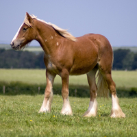 Gorgeous Foal