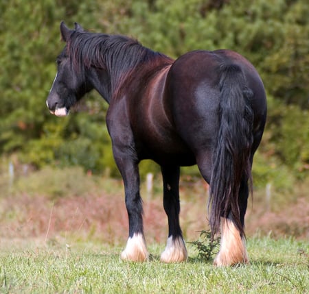 Beauty - cavalo stallion, gorgeous, horse, animals, powerfull, elegant, foal, mare