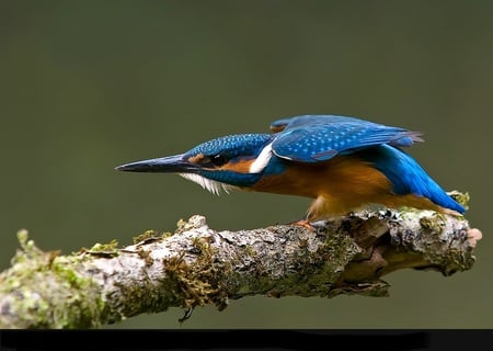 The moment of attack - bird, attack, blue, fight, tree