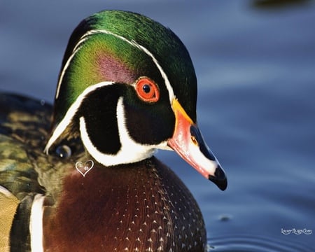 chinese duck - chinese, animals, color, duck