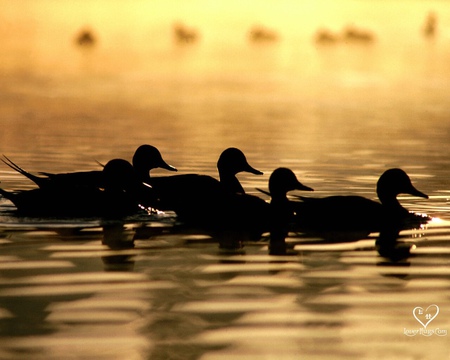 family - water, sunsets, ducks, animals, family