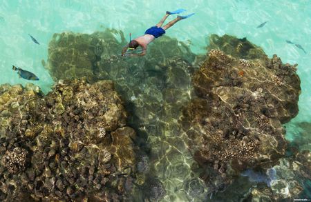 diving - fish, coral, sea, underwater