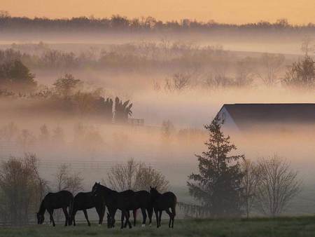 Silence - beauty, farm, trees, landscape, popular, animals, horses, fog, grass