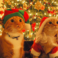 Kitty Elf / Kitty Santa