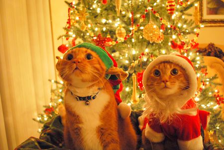 Kitty Elf / Kitty Santa - elf, animals, kitty, christmas, santa, cats, beautiful, sweet, cute