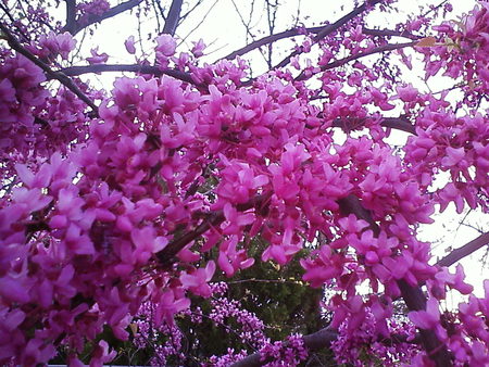 redbud - flowers, redbud, spring, trees