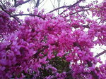 redbud