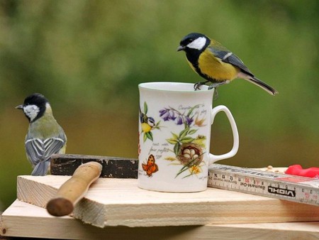 Birds Nest Cup - nest, cute, picture, cup, birds