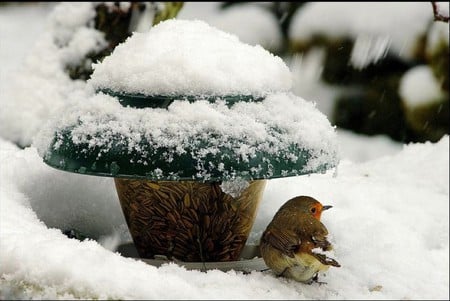 Bird in Snow - in snow, cool, bird, picture