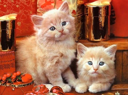 Cute Cats - picture, cute, cats, beautiful