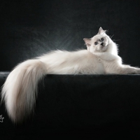 Ragdoll