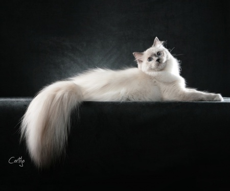 Ragdoll - gato, kitten, cute, cat, animals