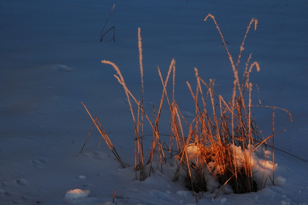 Frozen Light - reed, cold, sunlight, blue, orange, frozen, grass