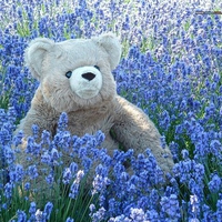 Teddy bear among flowers