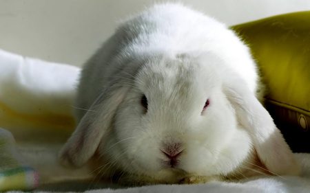 New year bunny - hd, animal, bunny, sweet