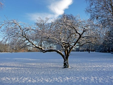 Winter Beauty - white, branches, sky, cold, sunlight, snow, blue, tree