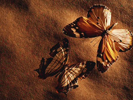 A pair of butterflies - brown, golden, beut, butterflies