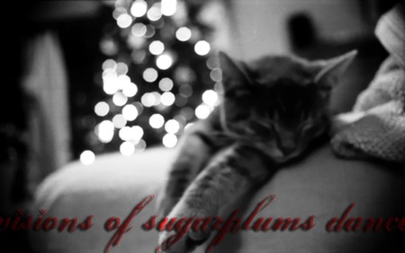 Visions of Sugarplums... - white, cat, poem, holiday, black, christmas, kitten