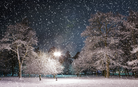 Winter night - snow, night, winter, park