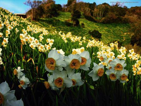 narcissus - beautiful, flowers, yellow, grass, blue, white, sky, hill, narcissus