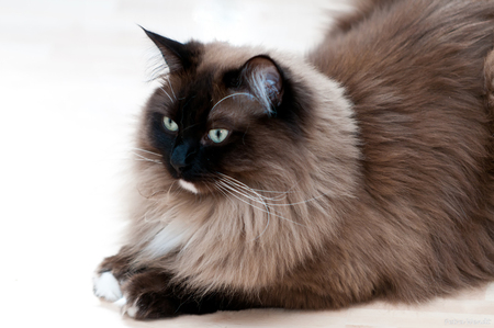 beautiful cat - black, white, longhair, greeneyes, beautiful, brown, sitting, cat