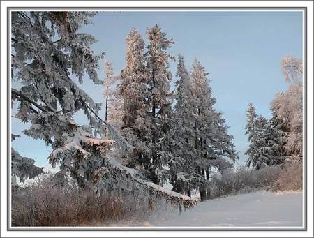 Winter - hill, ice, pine trees, white, blue, beautiful, snow, sky