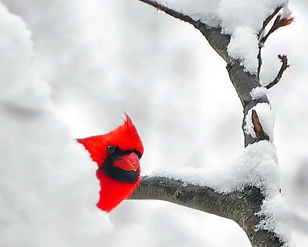 Peeking out - cardinal, branches, winter, red, snow, tree