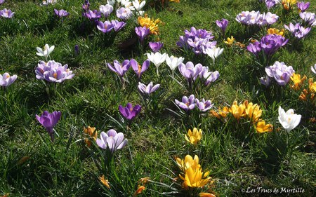 CROCUS - nature, landscape, flower, beautiful