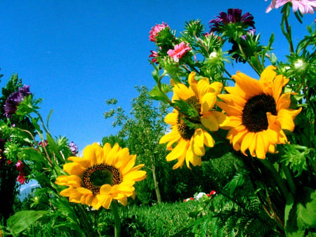 BIG - nature, pretty, tournesol, flower