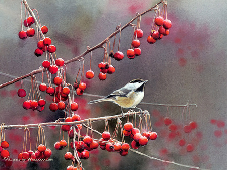 Bourdet_Susan-2007_Songbirds - flower, animal, bird, bourdet susan, painting, art