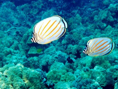 Ornate Butterfly fish - animal, ocean, nature, fish