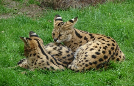 Cat  of  Egypte - nature, egypte, wild, cat