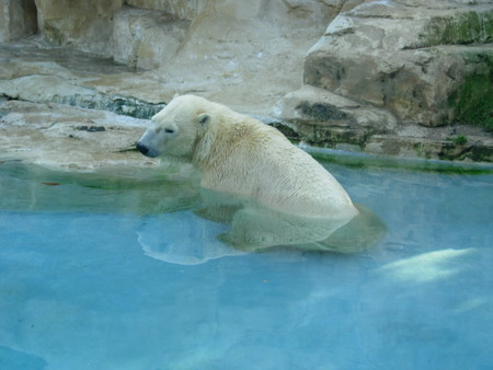 POLAR BEAR - bear, big, animal, water