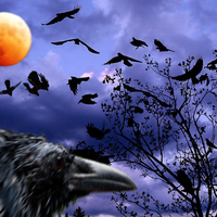 Raven Moon