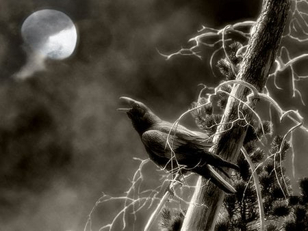 Night of the Raven - crow, poe, raven, bird