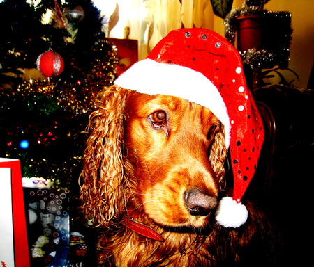 Ready for Santa - spaniel, dog, cocker, funny, christmas