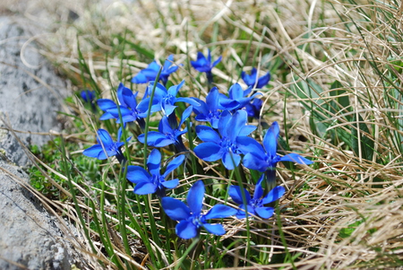 First spring blossom - nice, flowers, lovely, blossom, blue