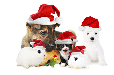 Spending Christmas With Friends - puppy, cap, cat, bunny, christmas, bird, santa, dog, guinea pig