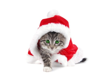 All Dressed Up For Christmas! - craciun, cat, hat, kitten, christmas, white, santa, green eyes, red, animal, cute