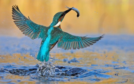 Kingfisher - fish, water, animals, bird