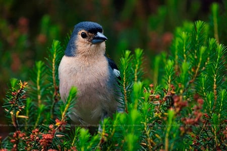 Bird - bird, nature, blue, passaro, animals