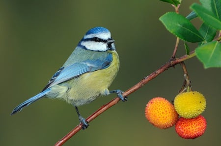 Blue Tit - bird, nature, blue, tit, animals