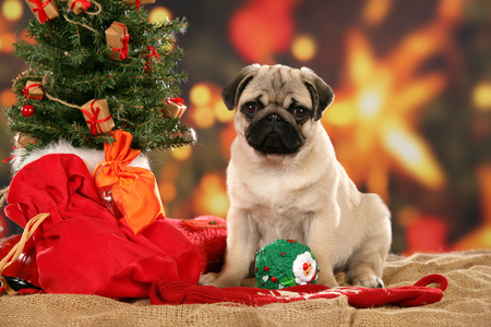 A Puppy For Christmas - tree, ornaments, puppy, christmas