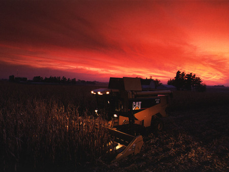 cat at sunset - plow, farm, big, truck