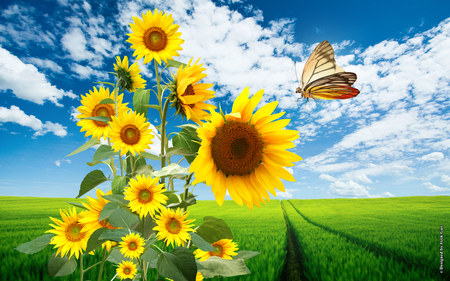 Sunflowers in the Field