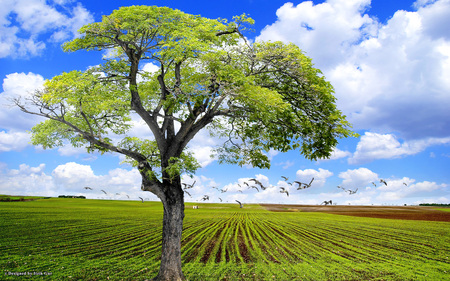 Tree in a Plowed Field - landscape, field, nature, tree