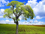 Tree in a Plowed Field