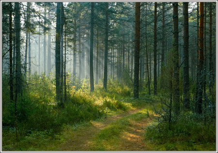 Floresta - landscape, trees, forest, nature